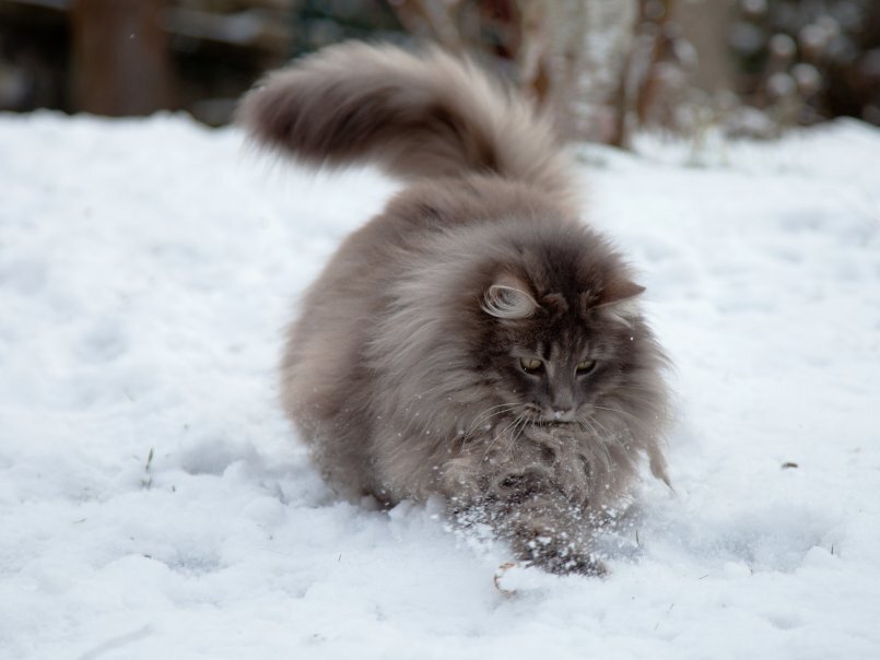 Несмотря на разнообразие окрасов, существующих в рамках породы, все норвежские лесные кошки могут похвастаться богатой зимней «одежкой». Это основная шерсть с густым подшерстком и длинные покровные волосы вдоль хребта и на хвосте. Волосы обладают водоотталкивающим свойством. Длинный хвост доходит до линии плеч, а кисточкой украшены не только уши, но и круглые широкие лапы (между пальцами) — получаются своего рода «шапка» и «ботинки» для кошки.