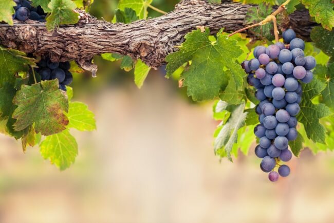 Основные методы ухода за виноградом весной: подготовка почвы, обрезка и гололедица