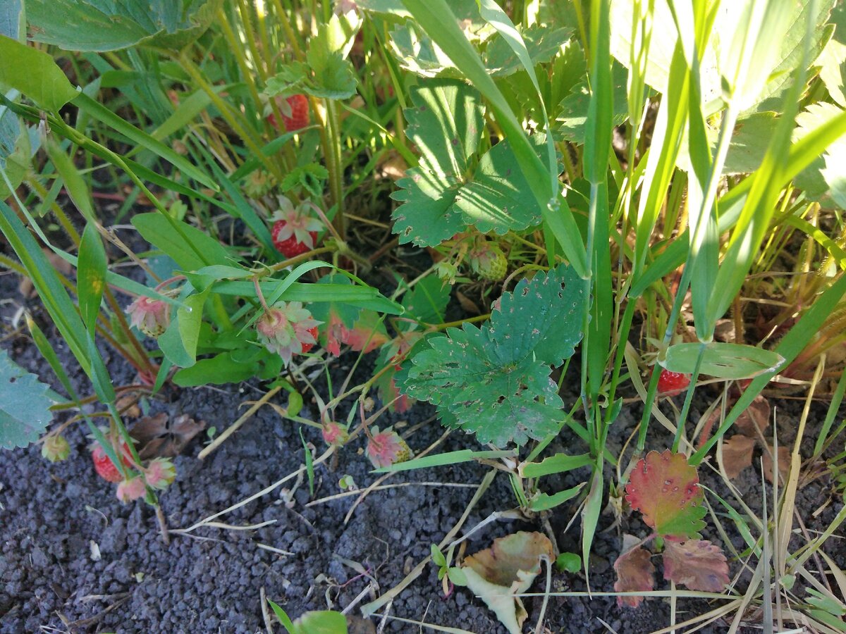 Первые ягоды . Не очень крупные.