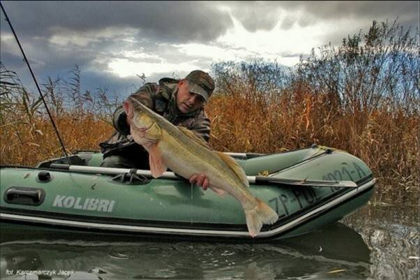 требует от рыболова совершенства во владении снастью и знаний, касающихся поведения и особенностей питания этого хищника. Крупный судак, в отличии от своего младшего собрата, не собирается в большие стаи и ведет более обособленный способ жизни. Местом своего постоянного пребывания крупные особи судака выбирают глубокие русловые ямы и выходы из них, крутые русловые свалы и прочие глубокие участки с неровностями дна. В теплое полугодие крупный судак нередко выходит кормиться на богатые рыбой мелководные участки, но такие кормежки носят импульсный характер и не бывают продолжительными.Ловля крупного судака, изображение №1Температура воды, количество содержащегося в воде кислорода и погода для ловли судака имеют решающее значение. В летнее время, когда температура воды достигает отметки 25 ?С и выше, судак становится малоактивным, и глубокие, а следовательно и более холодные, участки водоема не покидает. в такое время возможна только ночью и в сумеречные часы.Самым же неблагоприятным образом на активность судака влияет нехватка кислорода. Пик кислородного голодания приходится на конец, или даже на вторую половину зимы. Второй пик может наблюдаться летом при длительной жаркой погоде. В обоих случаях судак стремится найти более подходящие в кислородном отношении участки. Такими участками могут быть выходы родников, места впадения в водоем притоков со свежей водой, места за плотинами, где падающая вода насыщается кислородом.Именно переменами в кислородном режиме можно объяснить "непонятные" миграции судака, которые иногда происходят без видимых на то причин. Такими сюрпризами нередко сопровождается ловля судака на Волге, особенно во второй половине лета.Наиболее же стабильна и добычлива ловля судака осенью в отвес. К этому времени вода уже немного остыла и рыба стала более активной. Более того, начинается осенний жор хищника. Именно в этот период наиболее велики шансы поймать действительно крупного судака, но для этого необходимо придерживаться некоторых правил. Во-первых, нужно отказаться от прилова в виде некрупного судака. Решается этот вопрос увеличением размера приманки. Количество поклевок при этом, конечно же, существенно уменьшится, но размеры трофеев увеличатся. Во-вторых, ловля судака должна производиться на самых глубоких участках и прилегающих к ним окрестностях. Про снасти лишний раз говорить не буду – экипировка должна соответствовать трофейной рыбалке.