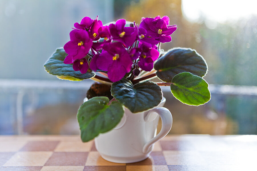 Восстановленная разбитая чашка. (Источник: фото супруги автора)