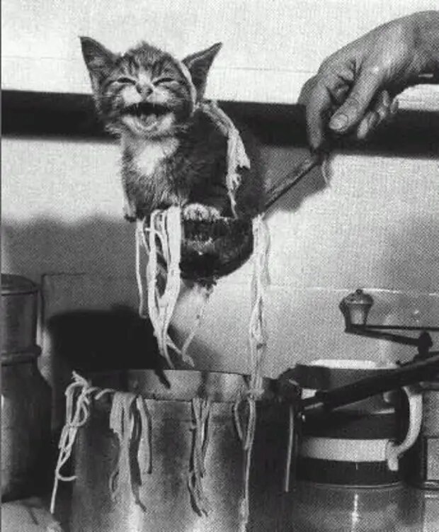 Спасите котенка!
Нет, это не фотография из корейского ресторана. Это котенок Хелулу решил проверить, что хозяева готовят на ужин, и нырнул в кастрюлю с лапшой.
