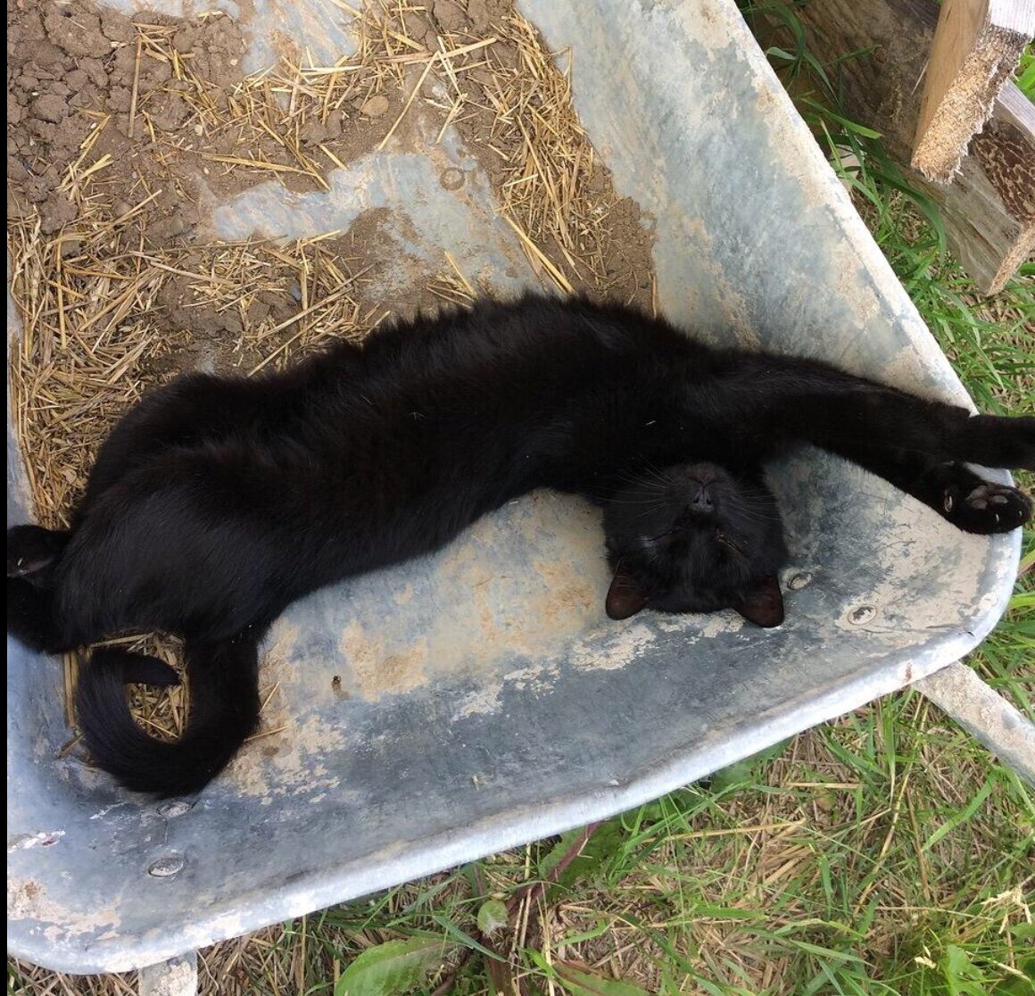 Мой любимый котик! Лежит - улыбается