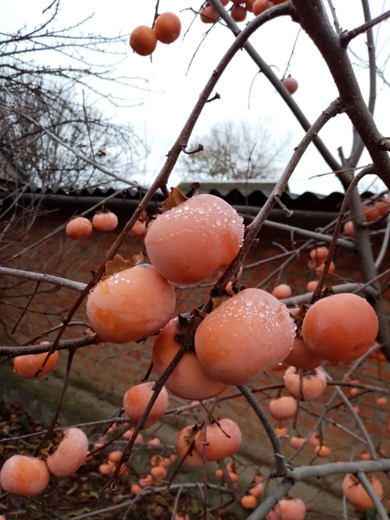 Хурма, наш опыт