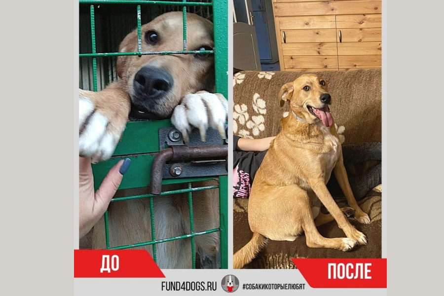 Скрин сделан автором из источника: https://www.instagram.com/priyutsobak/