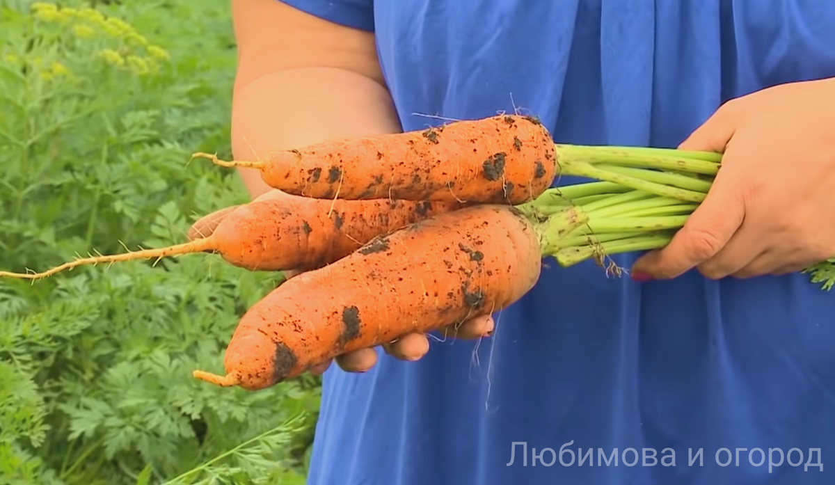 Первая подкормка моркови