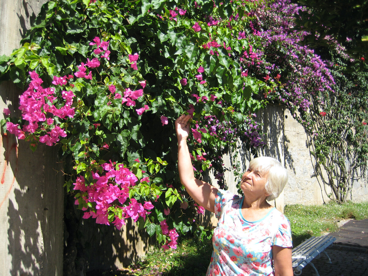 Невероятно красивая бугенвиллия 