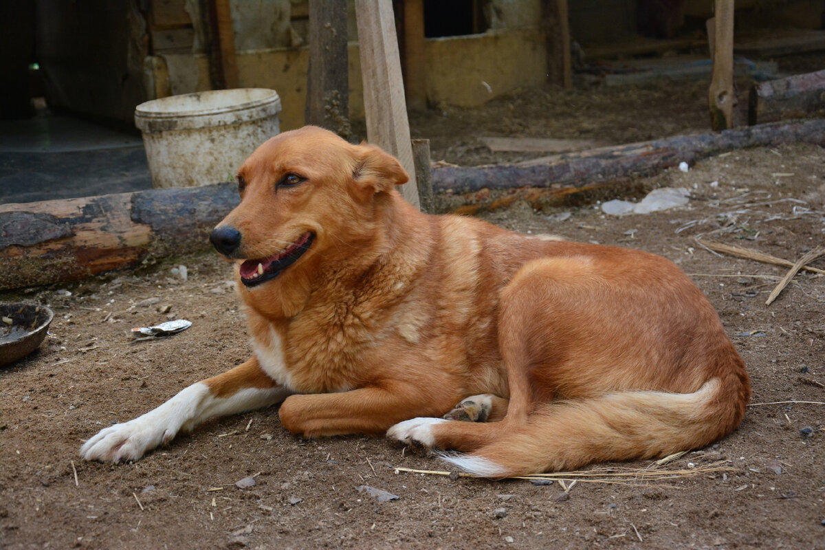 Мулька. Фото из группы приюта «Надин Ковчег» ВКонтакте 