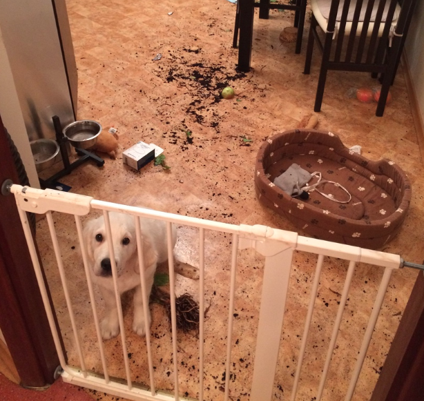 Маленькая Леся уронила горшок с цветком с подоконника, пока хозяева были в магазине. Но посмотрите в эти глаза - цветок сам упал. :)