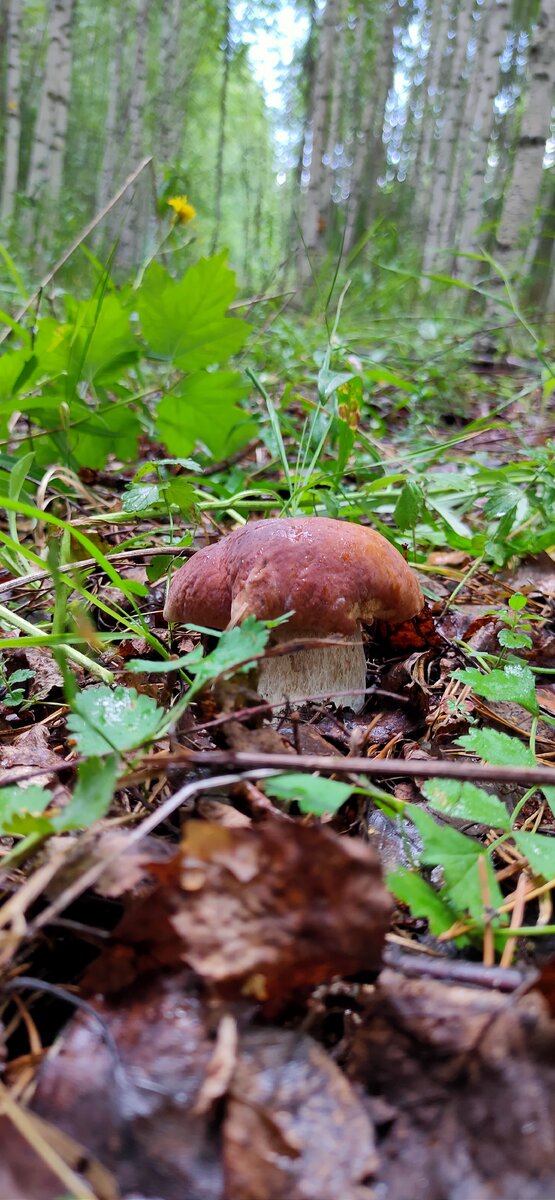 Этот гриб нашел муж