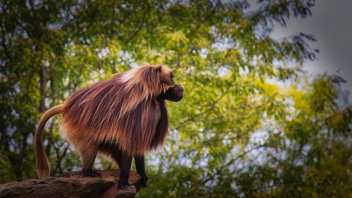 Павиан, изображение автора 9883074 со стока Pixabay, лицензия: Free for commercial use