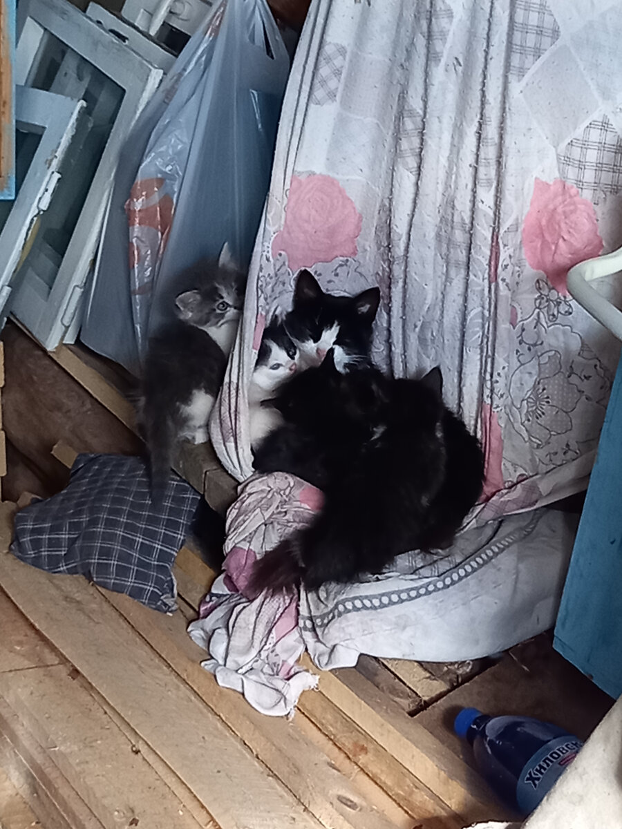 Муся с котятам