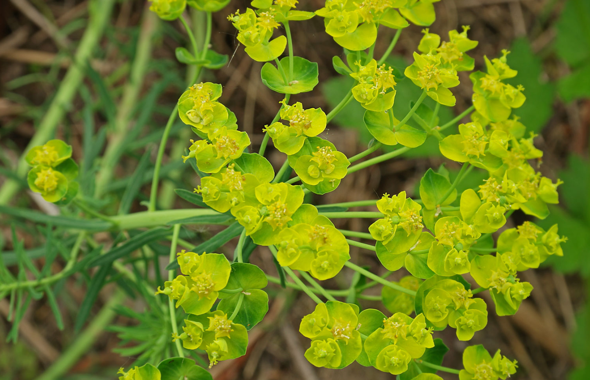 Молочай. Молочай (Euphorbia). Молочай кипарисовый (Euphorbia cyparissias). Молочай Вальдштейна.