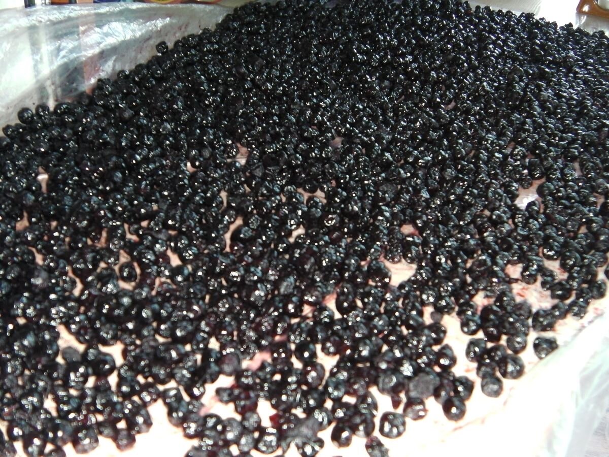 Сухофрукты из аронии. Фото автора