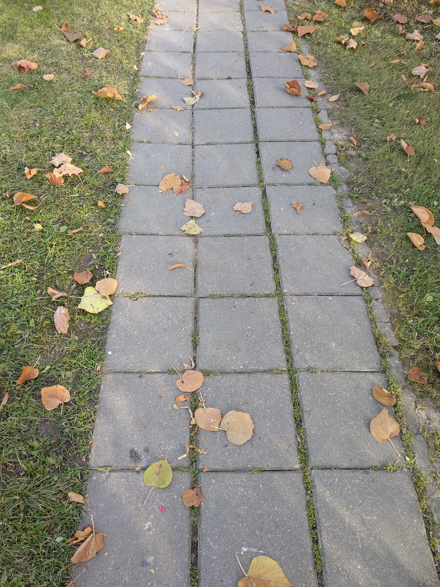 Дорожка у школы недалеко от моего дома. Фото автора.