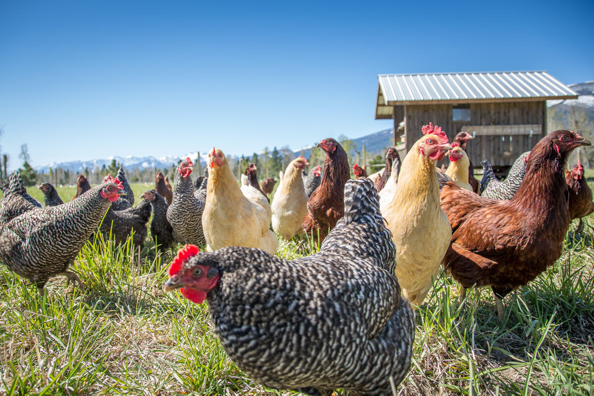 Chikens farm. Ферма кур. Куры на ферме. Пастбищные куры. Животноводство куры.