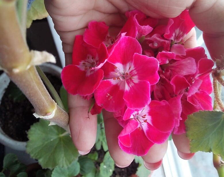 Сорта карликовых пеларгоний: список низкорослых сортов с фото и описанием, отзывы