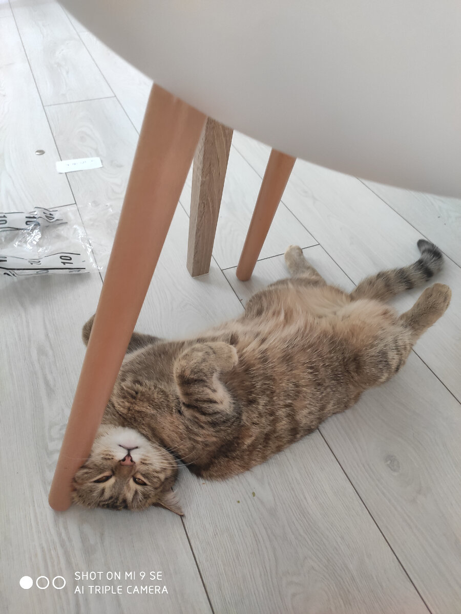 Ну просто ОЧЕНЬ милые кошечки