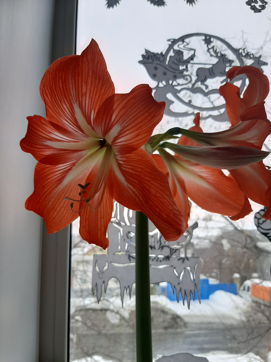 Расцвёл цветочек)