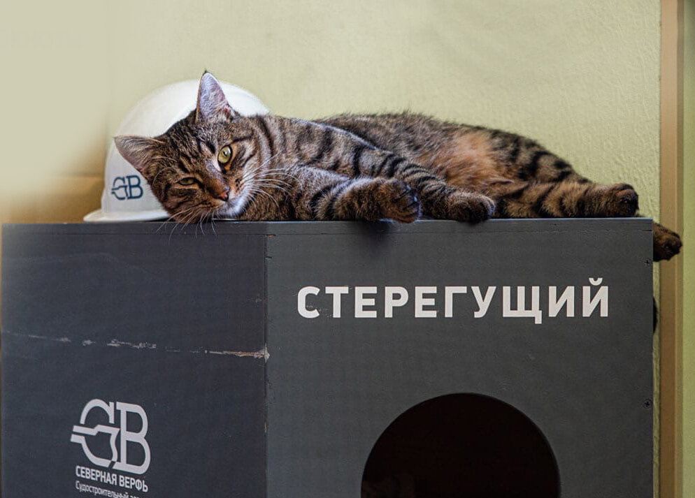 Кот Василий "Стерегущий" несет рабочую вахту/фото Медиапалуба