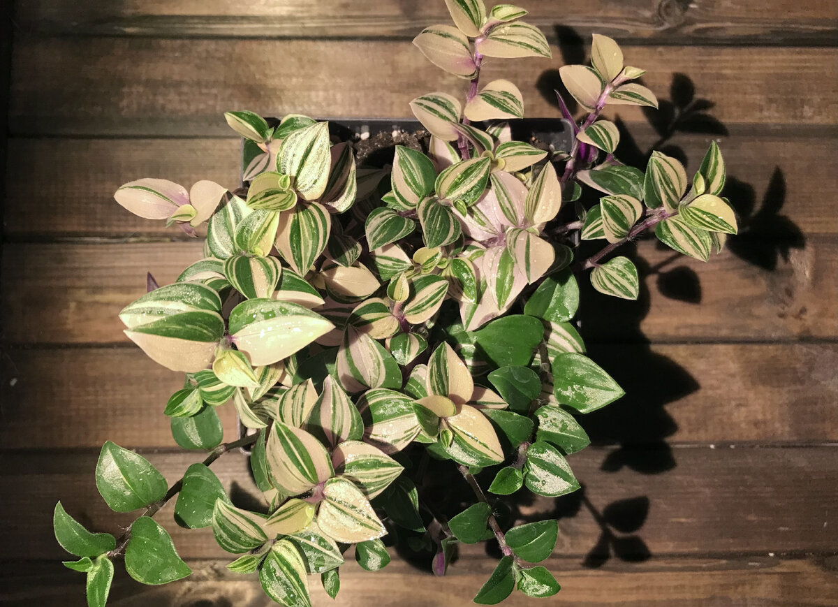 Моя Традесканция. К сожалению, не помню сорт. Но она миленькая и маленькая крошка с кремово-розовым на листочках :)