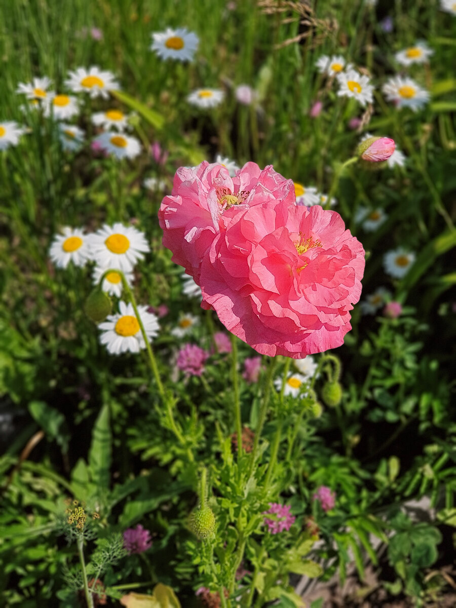На фото мак-самосейка. Вырос 1 кустик сам по себе. Когда-то много сеяла, а теперь вот, растет, где захочет.