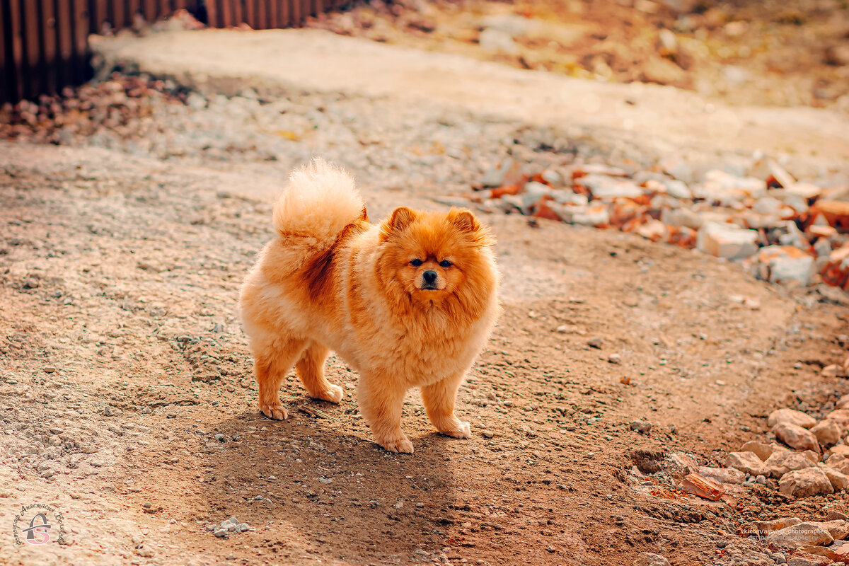 Рыжий шпиц Вальтер :)  
Снято: 24.04.2022 года
Модель: пёсик Вальтер или просто Валя
Фотограф: Анастасия Белякова