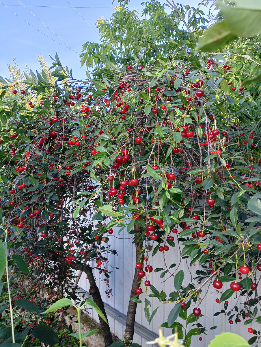 Мои красавицы! Жаль, фото полностью не передает всю красоту!