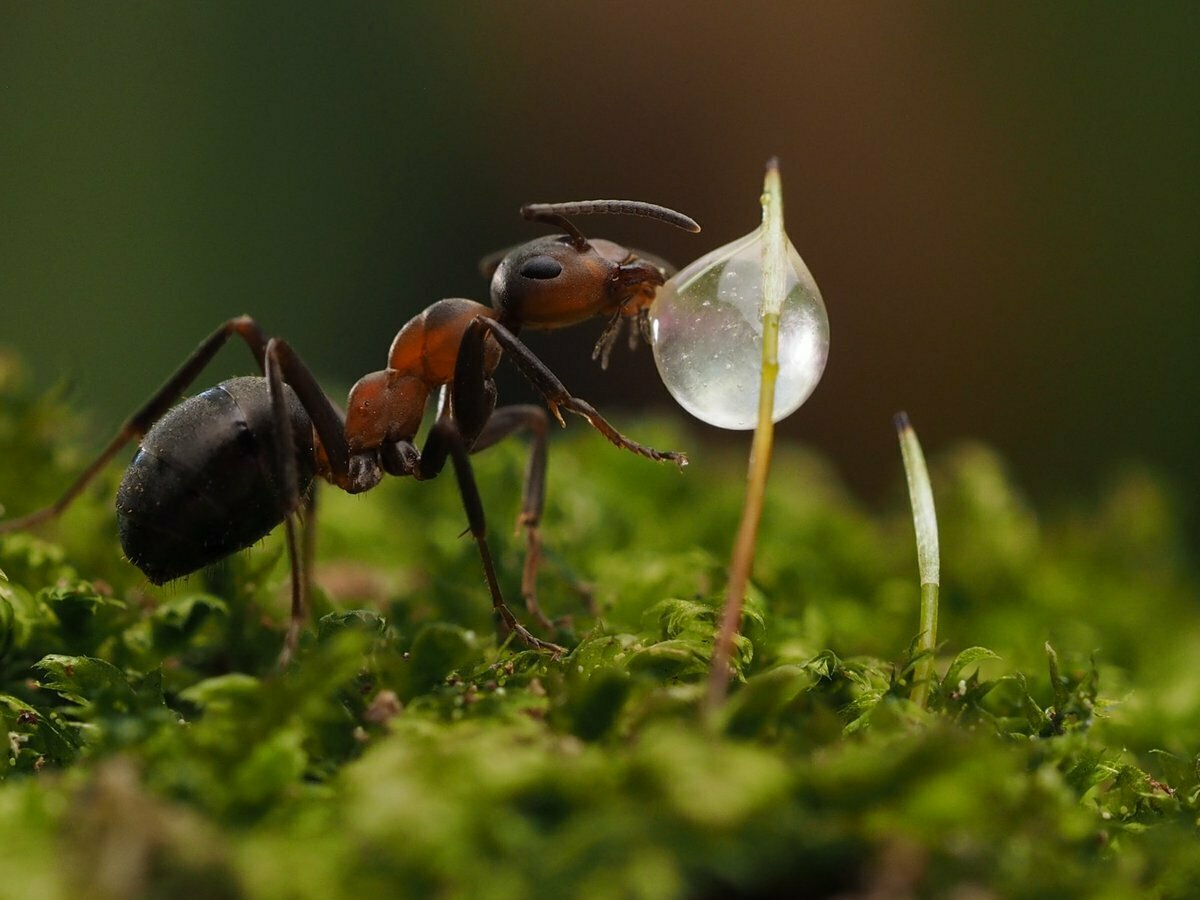 Есть такой великолепное насекомое как муравей. Раньше в школах учили, что это отличный помощник в борьбе с вредителями сада и огорода. И это было правильно.