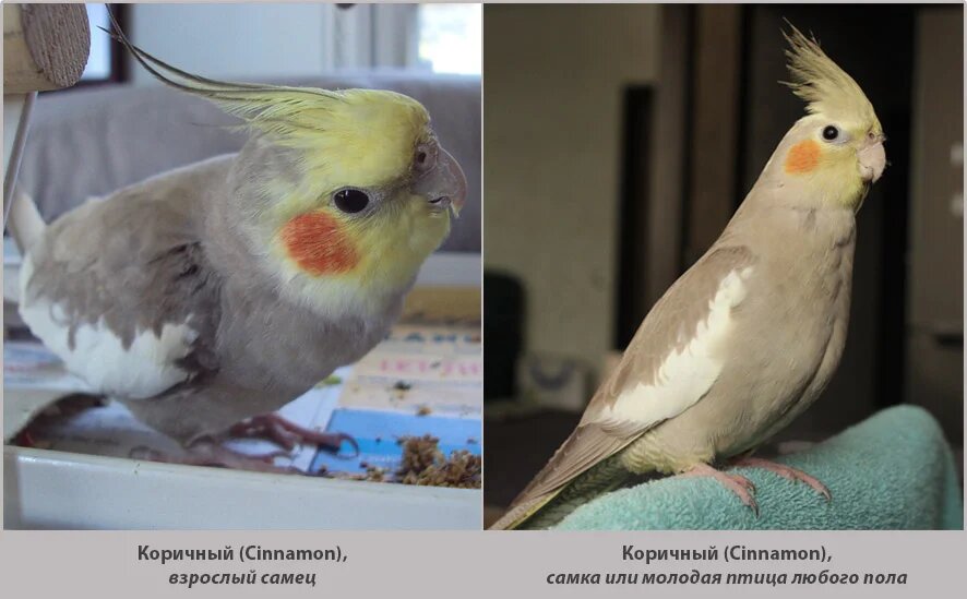 Как отличить самку от самца кореллы попугая фото
