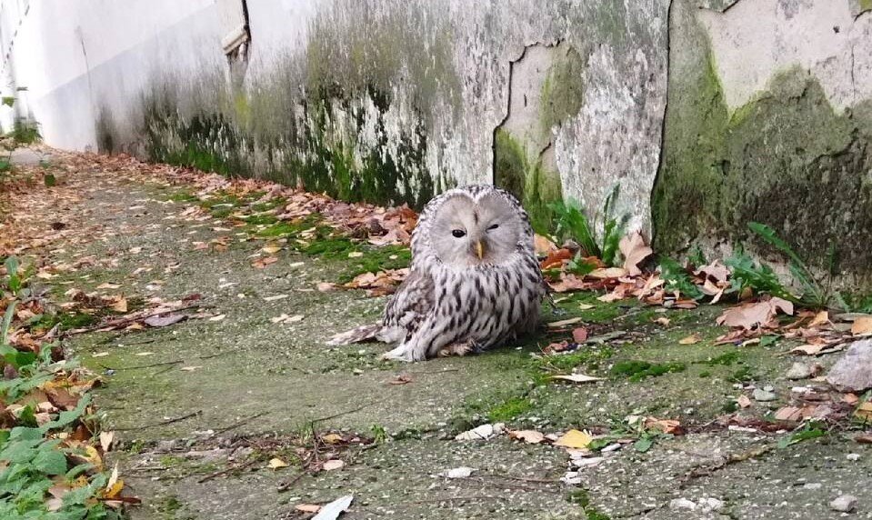   Совы в городе - это нормальное явление, а не какая-то аномалия Анастасия Красушкина
