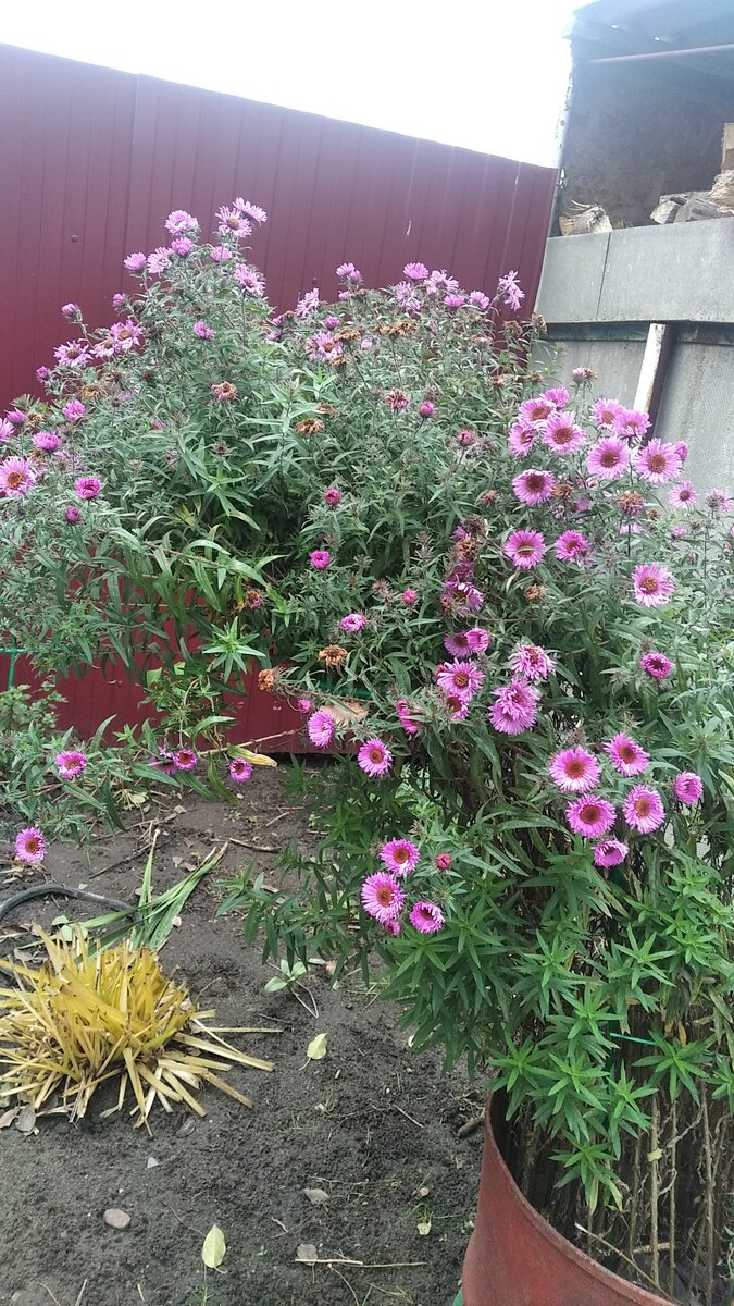 Букет сиреневых высокорослых осенников