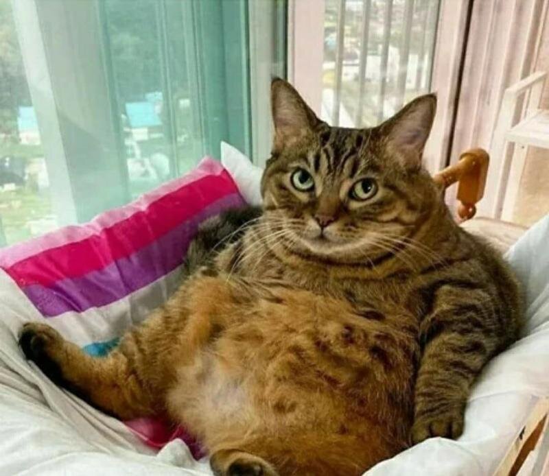 яндекс фото