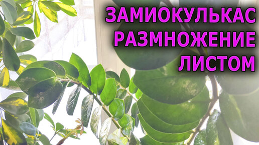 ЗАМИОКУЛЬКАС размножение листом в домашних условиях и посадка в грунт. Как размножить ДОЛЛАРОВОЕ ДЕРЕВО листом и правильно посадить в грунт.