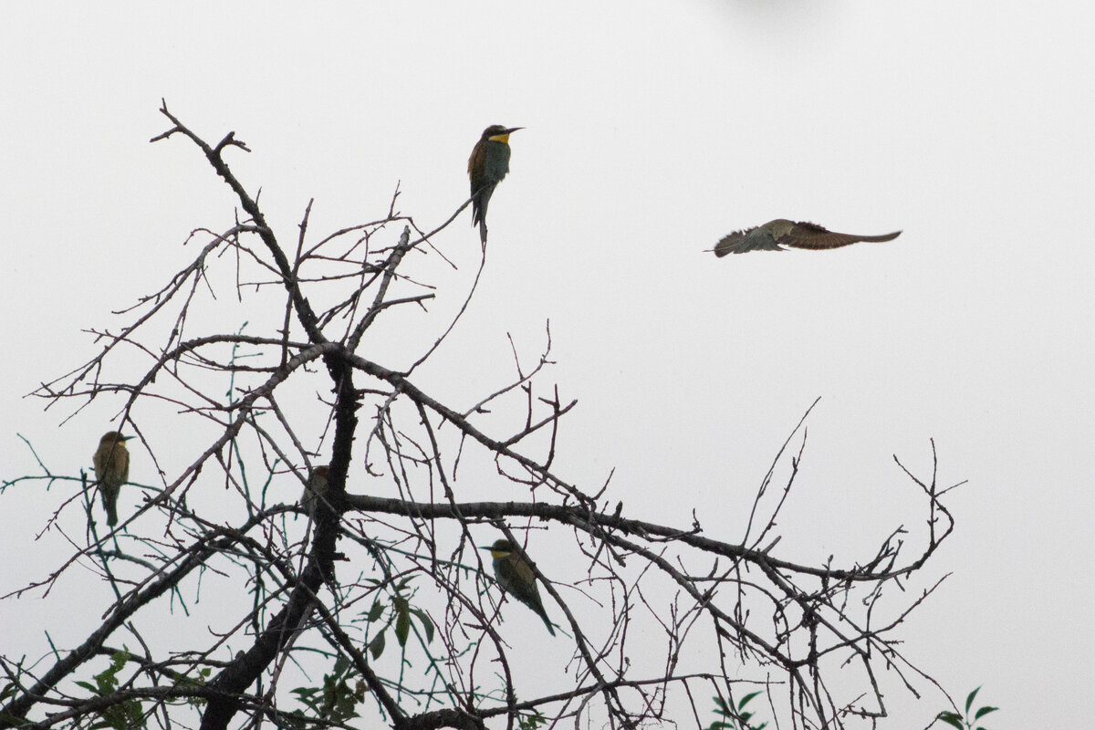 Это — на соседнем дереве