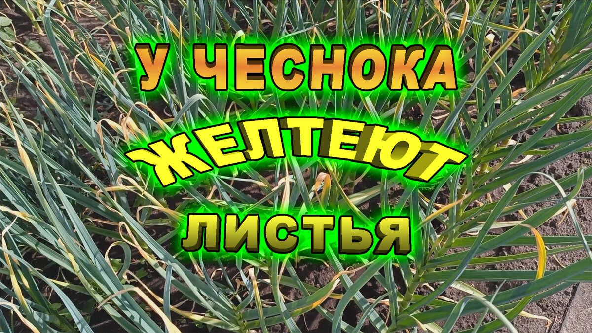 Чеснок на огороде.