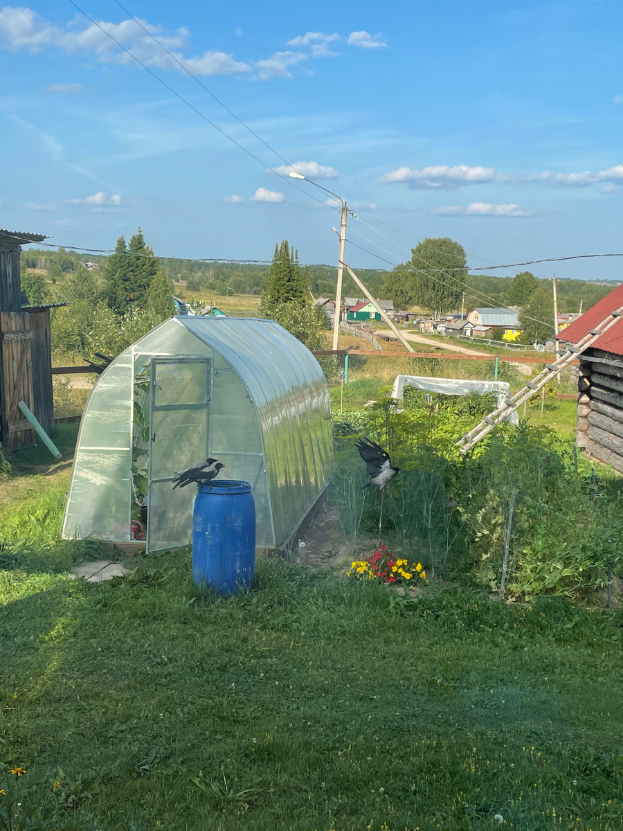 Вид из  окна дачи родителей