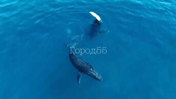 Удивительное и редкое событие удалось заснять блогеру: кит встал в вертикальное положение, что торчал один хвост. Возможно, так киты кормят