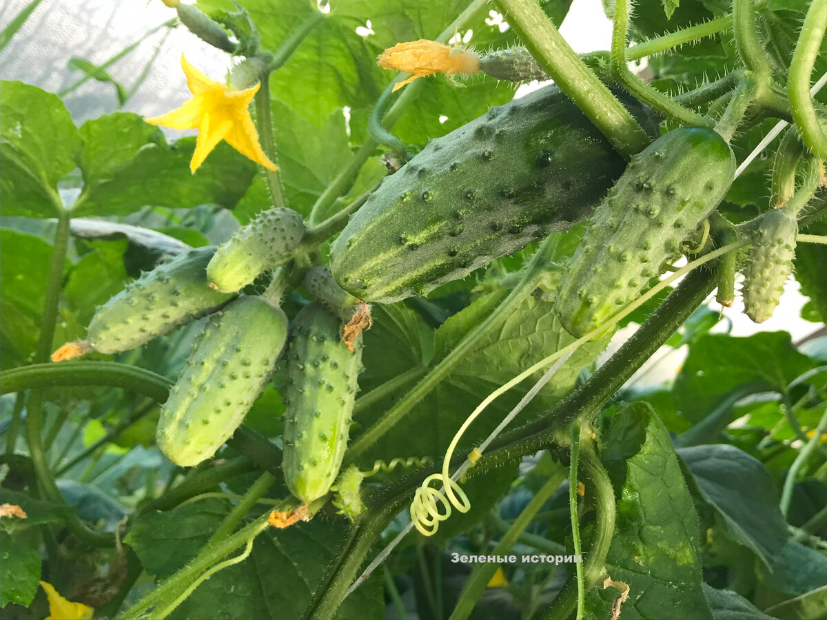 Мои огурцы