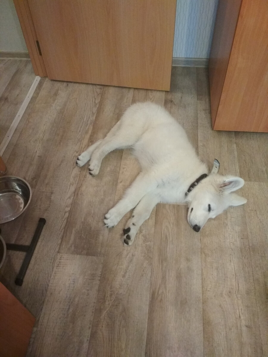 Сонное царство