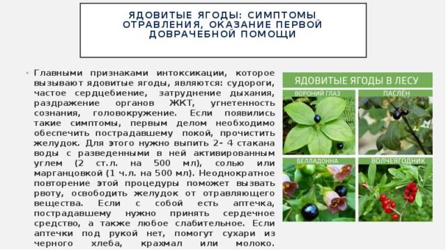 Судороги и остановка сердца: десять смертельно опасных ягод Ленобласти