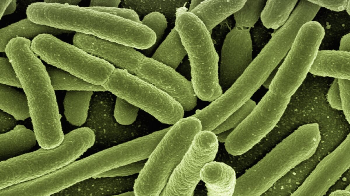    Фото: открытые истоники Рашид Ахмежанов