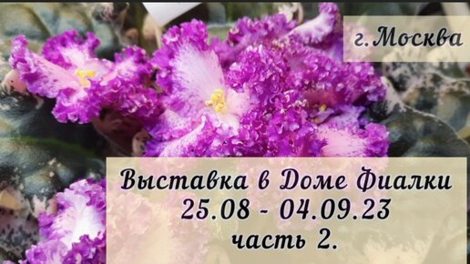 Осенняя выставка в московском Доме фиалки с 25.08 по 04.09.2023г. Часть 2. Фонтан 