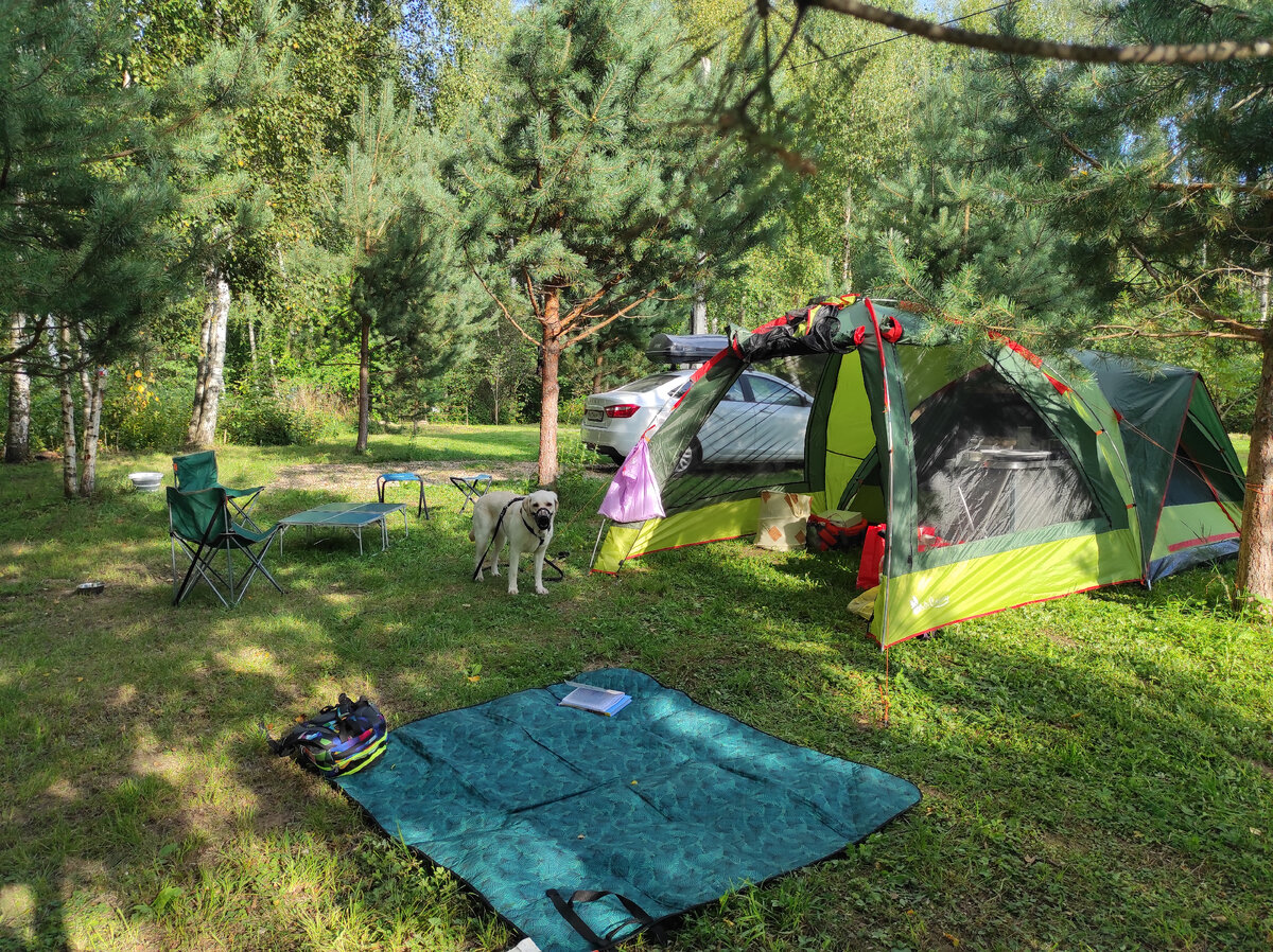 Собаченя в наморднике, т.к. хочет съесть всю траву и палки, пока мы заняты делом
