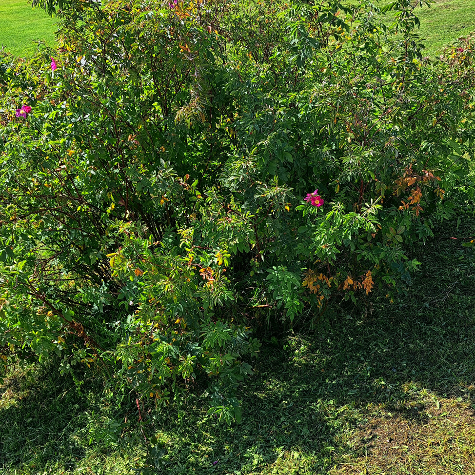 Цветёт шиповник в сентябре