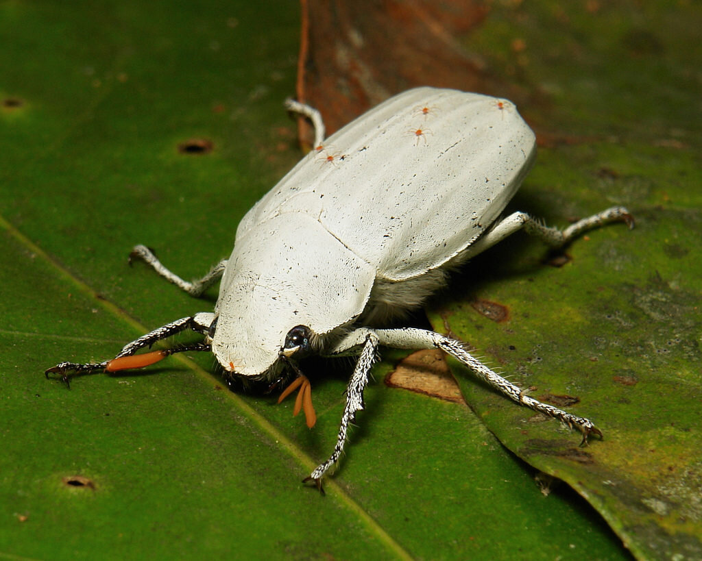 Cyphochilus