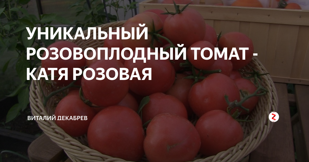 Томат розовая катя отзывы. Томат розовая Катя Семко. Виталий Декабрев о помидорах. Томат розовая Катя фирмы Семко. Томат розовая Катя сады России.