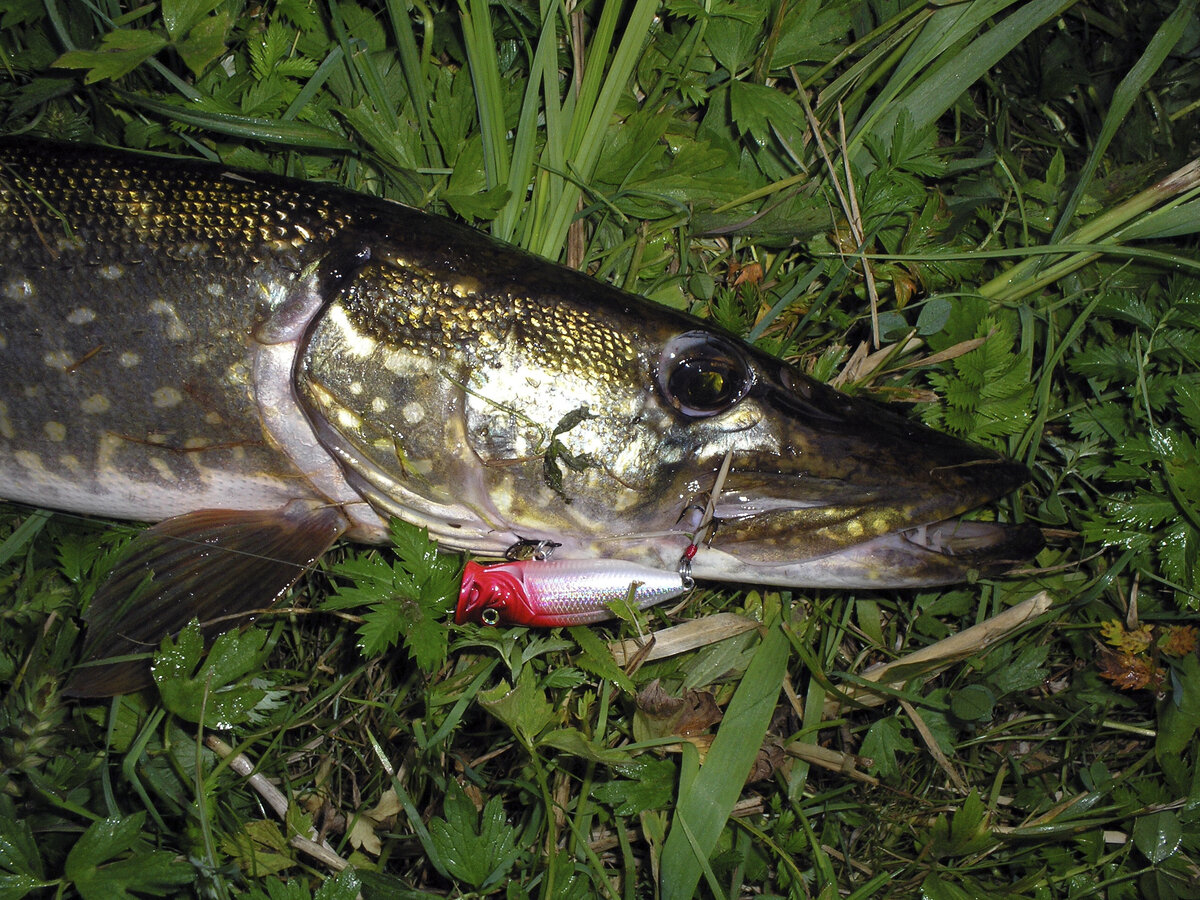 Поппер – так называется поверхностный "воблер" для ловли хищной рыбы. Этот термин произошел от английского слова «pop», что соответствует русской идиоме «буль».