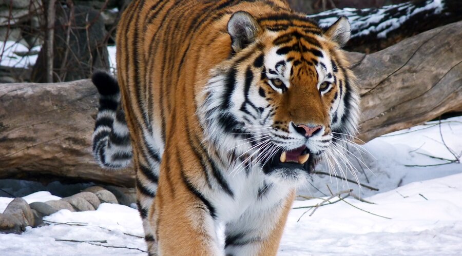 Амурский тигр-это самый северный обитатель наиболее крупных представителей семейства кошачьих. По весу самец может достигать 185 кг, в длину до 220 см.