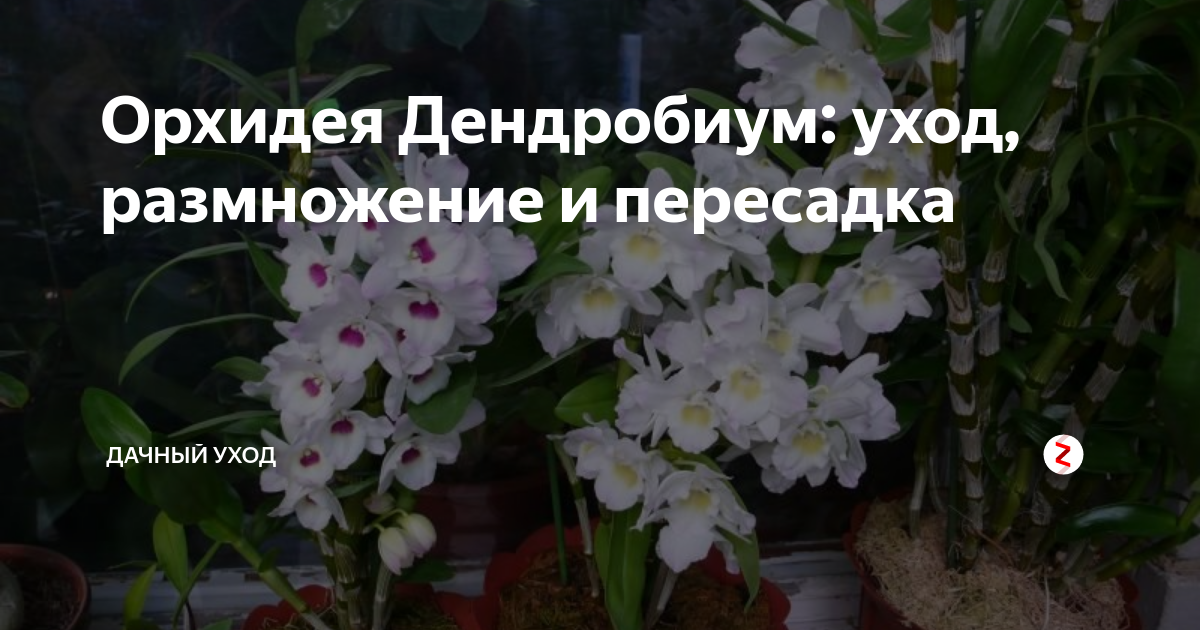 Орхидея дендробиум dendrobium nobile. Советы по уходу.